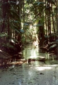 fraserisland4.jpg