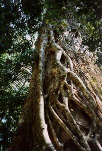 fraserisland6.jpg