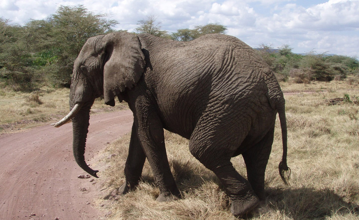elephant, Lake Manyara NP